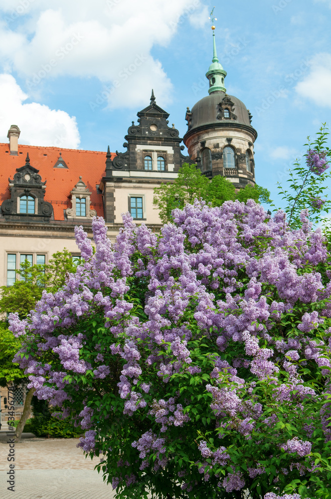 Syringa Blossom in Dresden