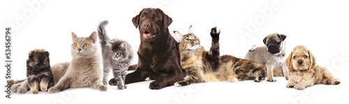 Group of cats and dogs in front of white background #53456794
