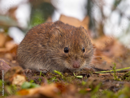 Bank vole hiding between the leaves
