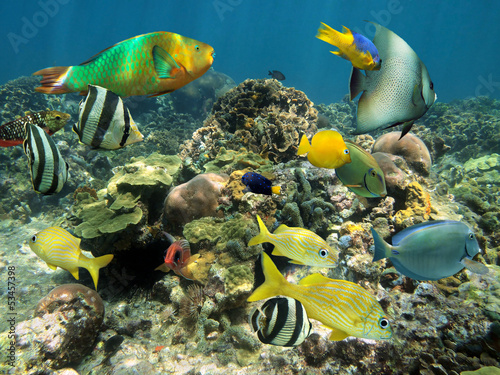 Healthy coral reef with colorful fish