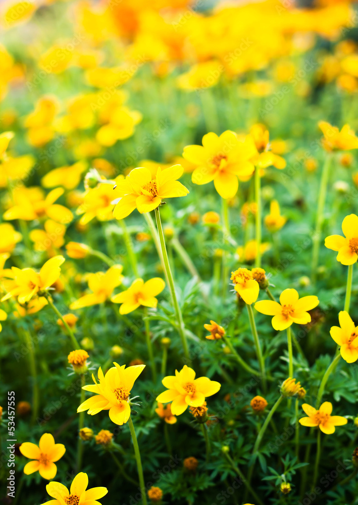 Flower background with sun rays.Shallow of DOF Flower background with sun rays.Shallow of DOF