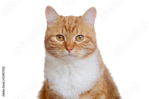 cat's portrait