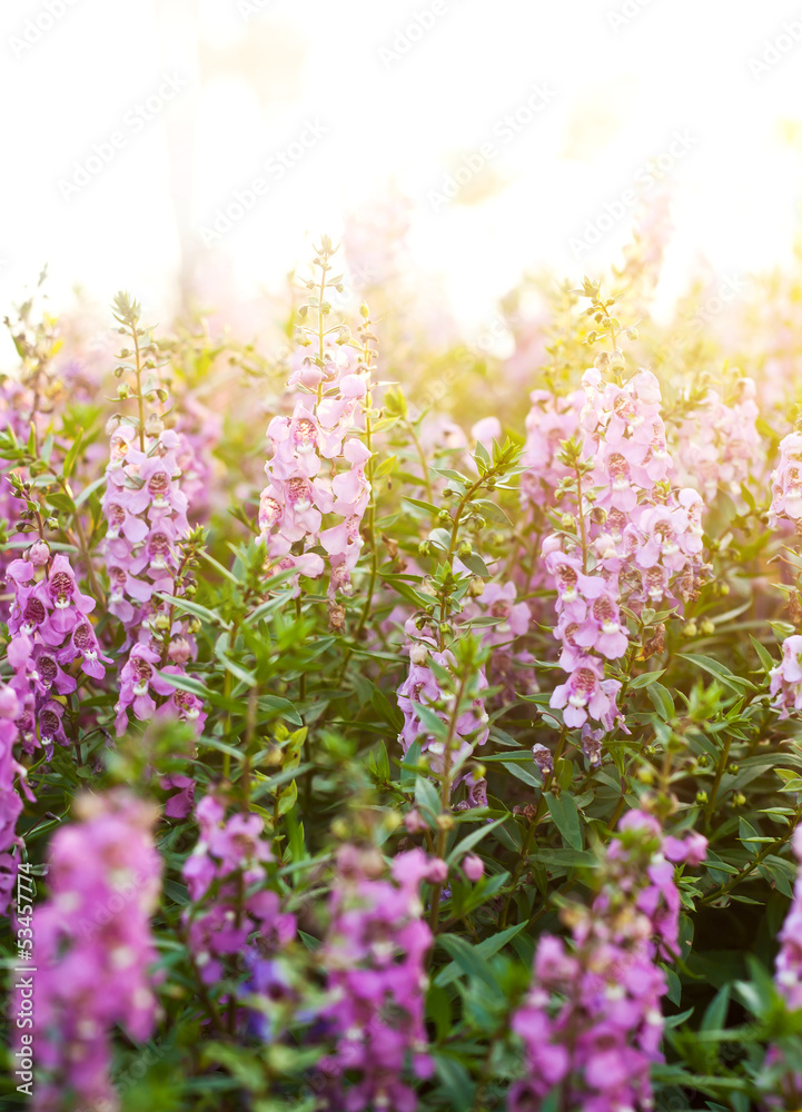Obraz premium Flower background with sun rays.Shallow of DOF