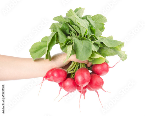 Fresh Red Radishes with Green Leaves