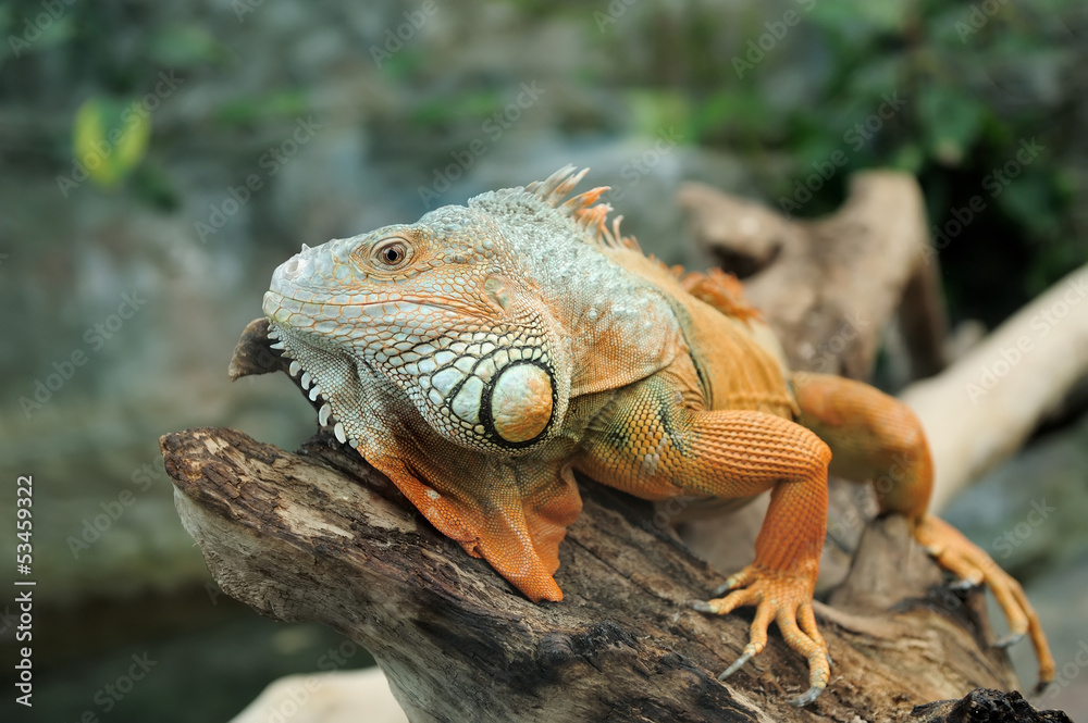 Fototapeta premium Iguana