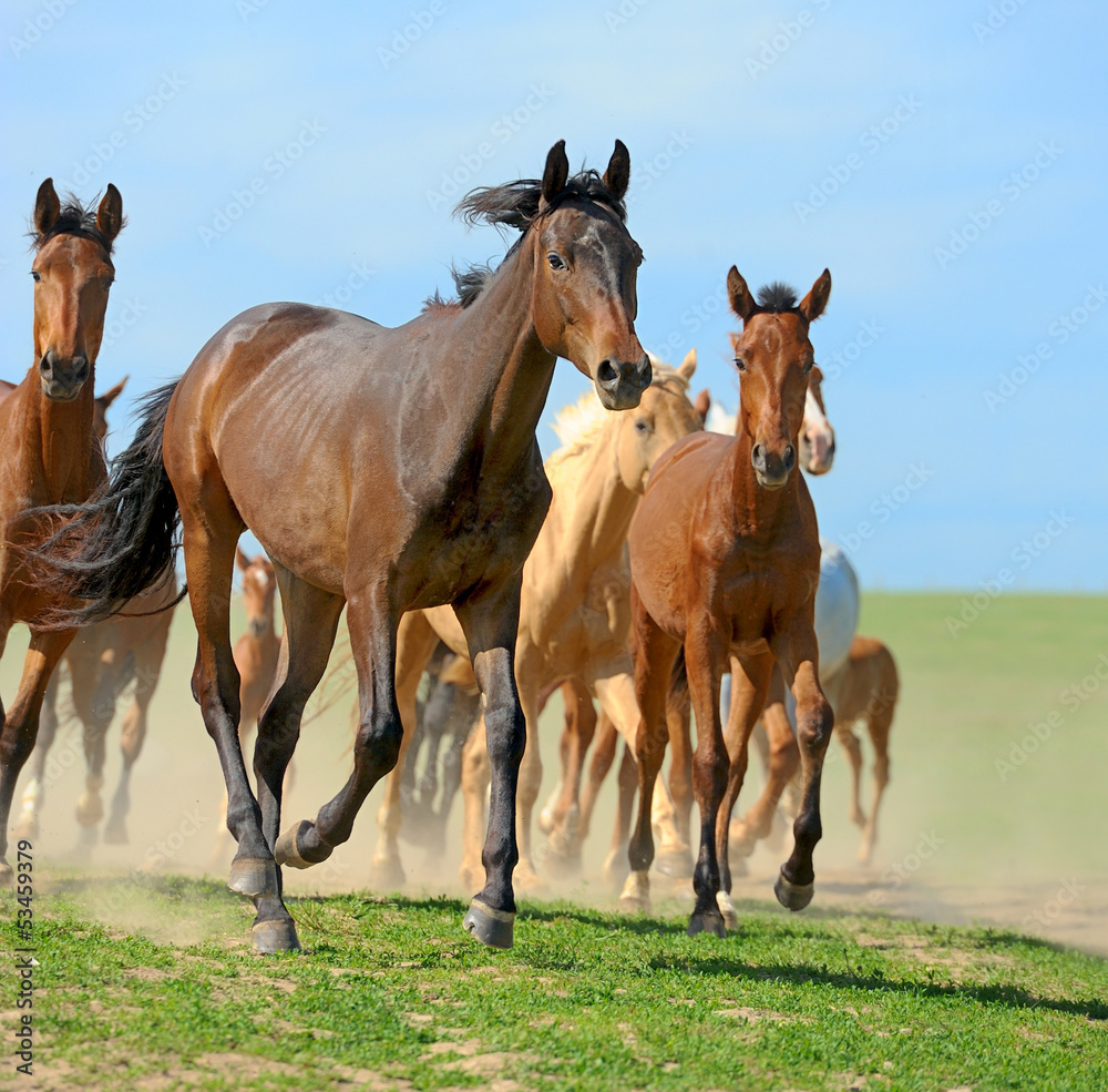 Horse Horse