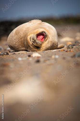Fototapeta Naklejka Na Ścianę i Meble -  young seal