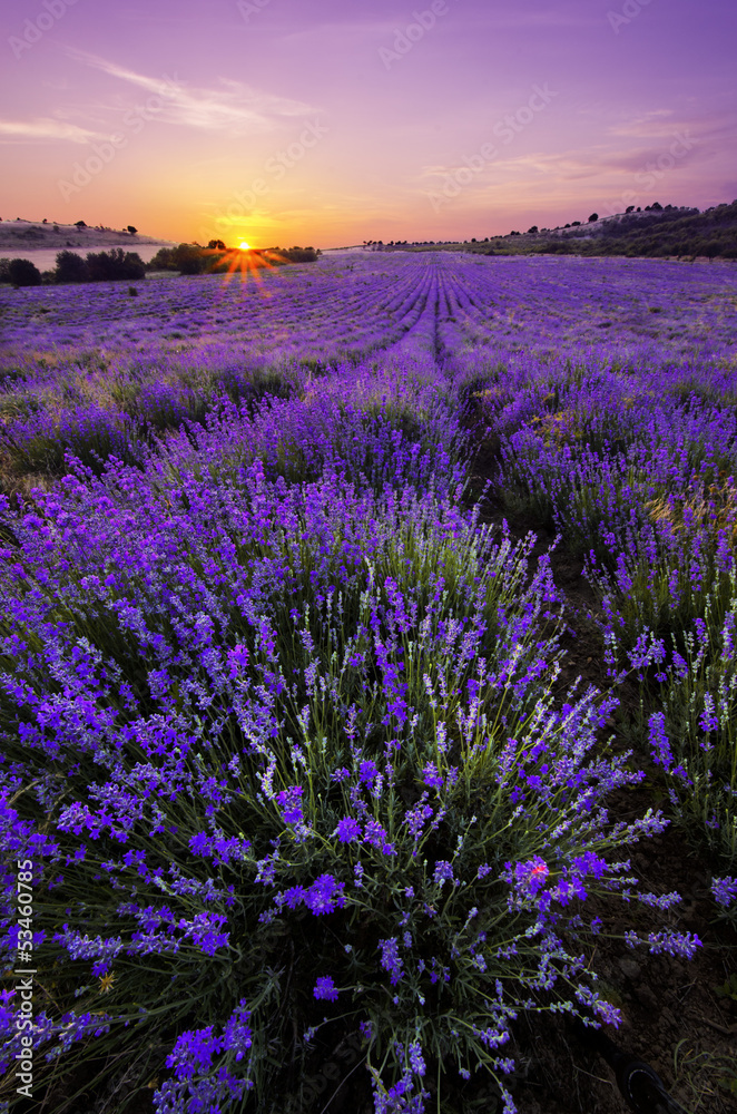 Obraz premium Lavender Field