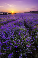 Wandcirkels Aubergine Lavendelveld in zomerse bloei  © narvall