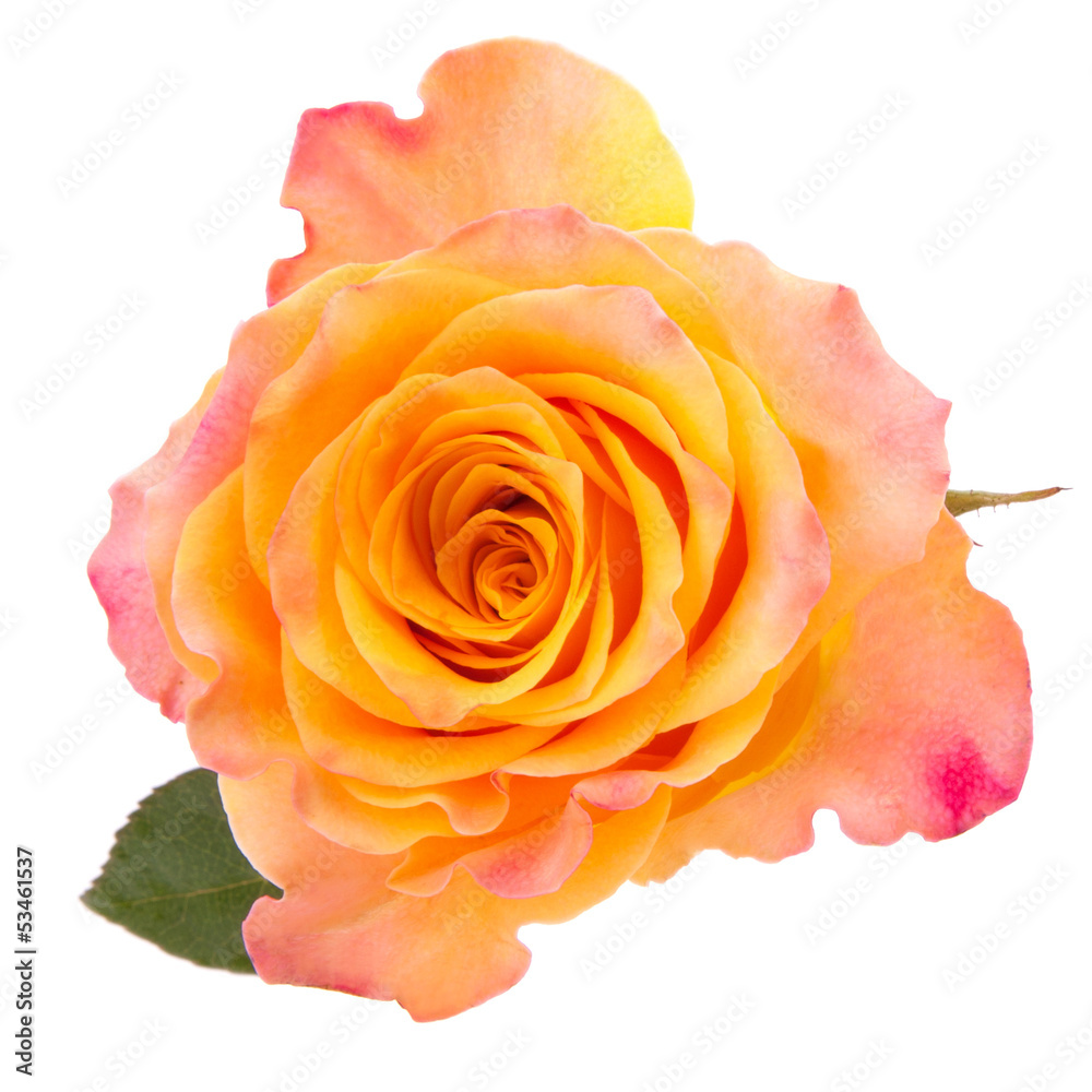Obraz premium Orange rose