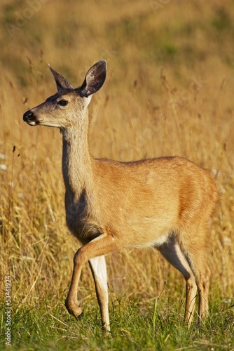 Fototapeta Naklejka Na Ścianę i Meble -  Elk Meadow