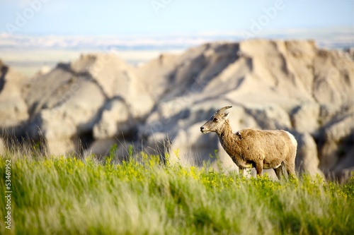 Bighorn Sheep © Tomasz Zajda