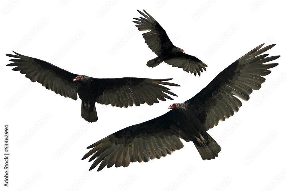 Obraz premium Vulture Isolated on White