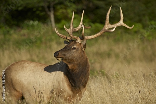 Fototapeta Naklejka Na Ścianę i Meble -  Redwoods Elk