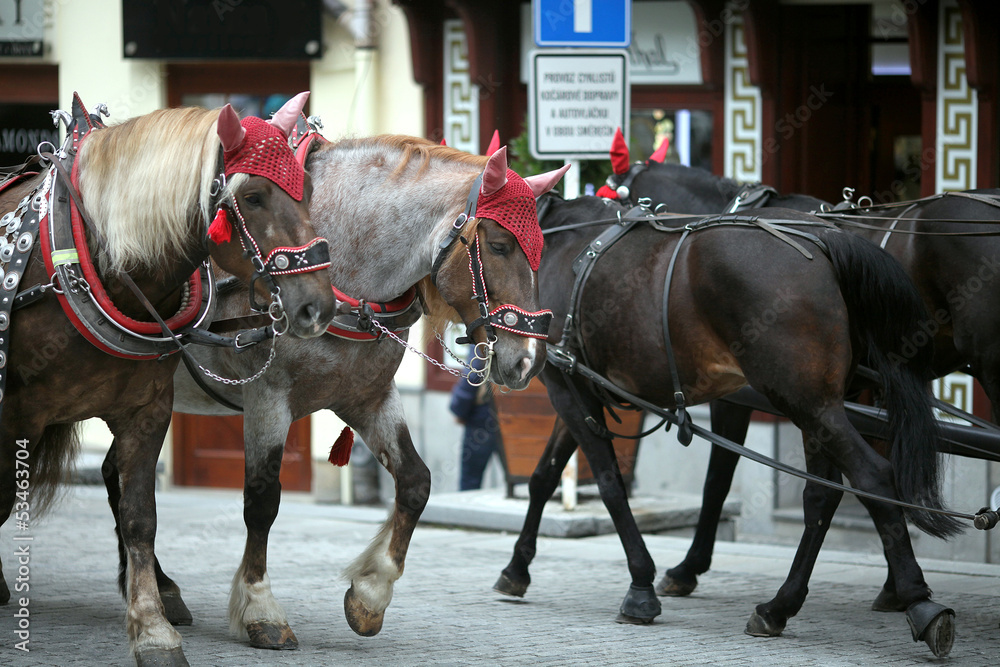 Two teams of horses on street in Czech Republic Two teams of horses on street in Czech Republic
