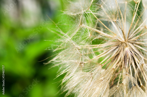 Plant fluffy