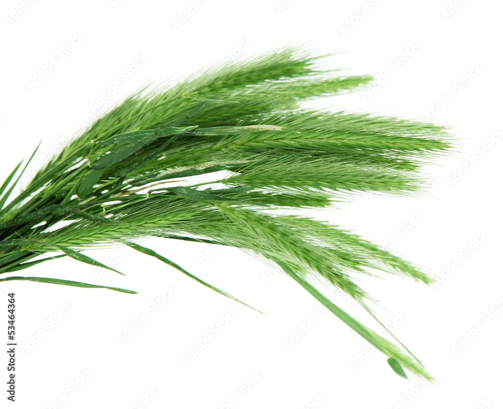 Many spikelets isolated on white Many spikelets isolated on white