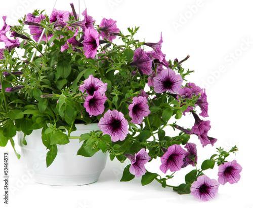 Purple petunia in flowerpot on white background