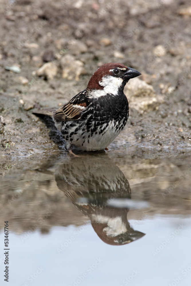 Spanish sparrow, Passer hispaniolensis, male Spanish sparrow, Passer hispaniolensis, male