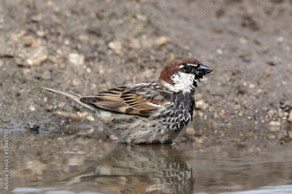 Spanish sparrow, Passer hispaniolensis, male Spanish sparrow, Passer hispaniolensis, male