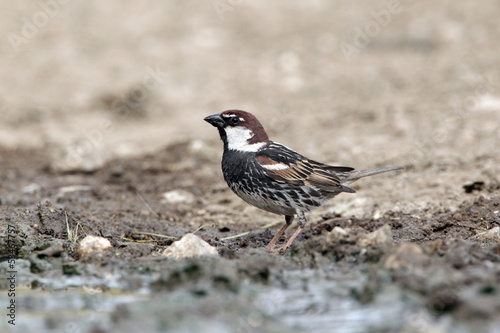 Spanish sparrow, Passer hispaniolensis, male