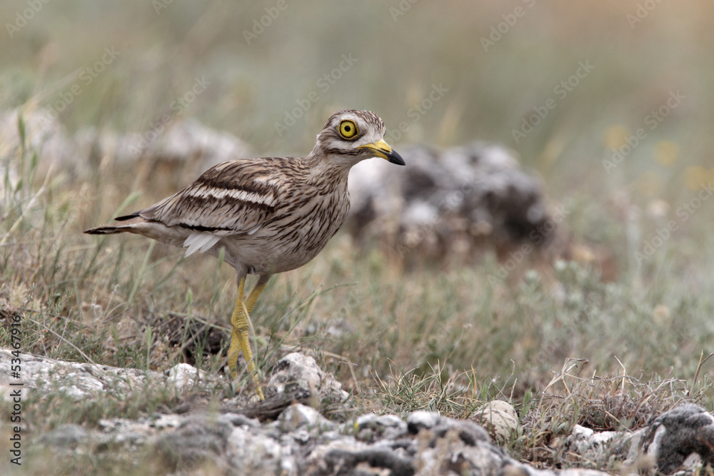 Stone curlew, Burhinus oedicnemus Stone curlew, Burhinus oedicnemus