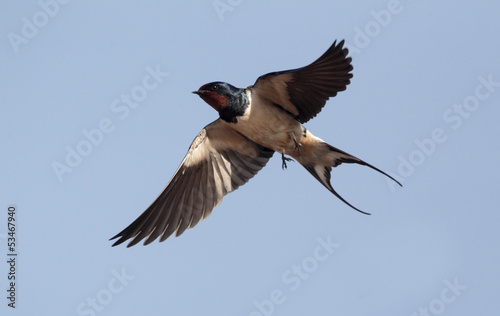 Swallow, Hirundo rustica photo