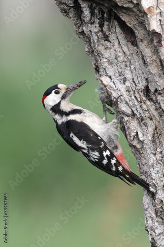 Syrian woodpecker, Dendrocopos syriacus, male