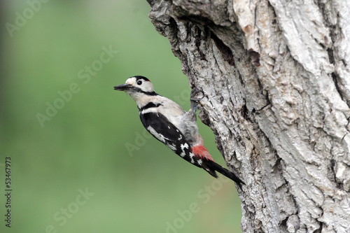 Syrian woodpecker, Dendrocopos syriacus, male