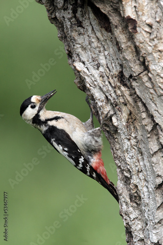 Syrian woodpecker, Dendrocopos syriacus, female