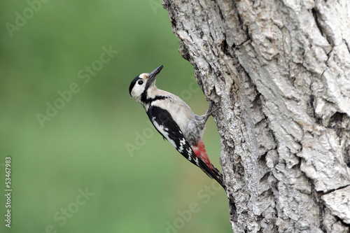 Syrian woodpecker, Dendrocopos syriacus female
