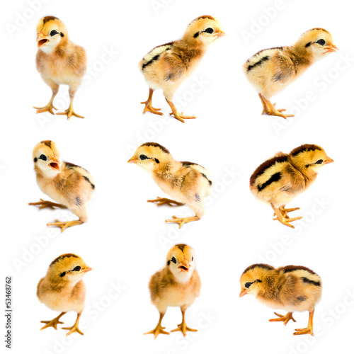 Collection of chicks