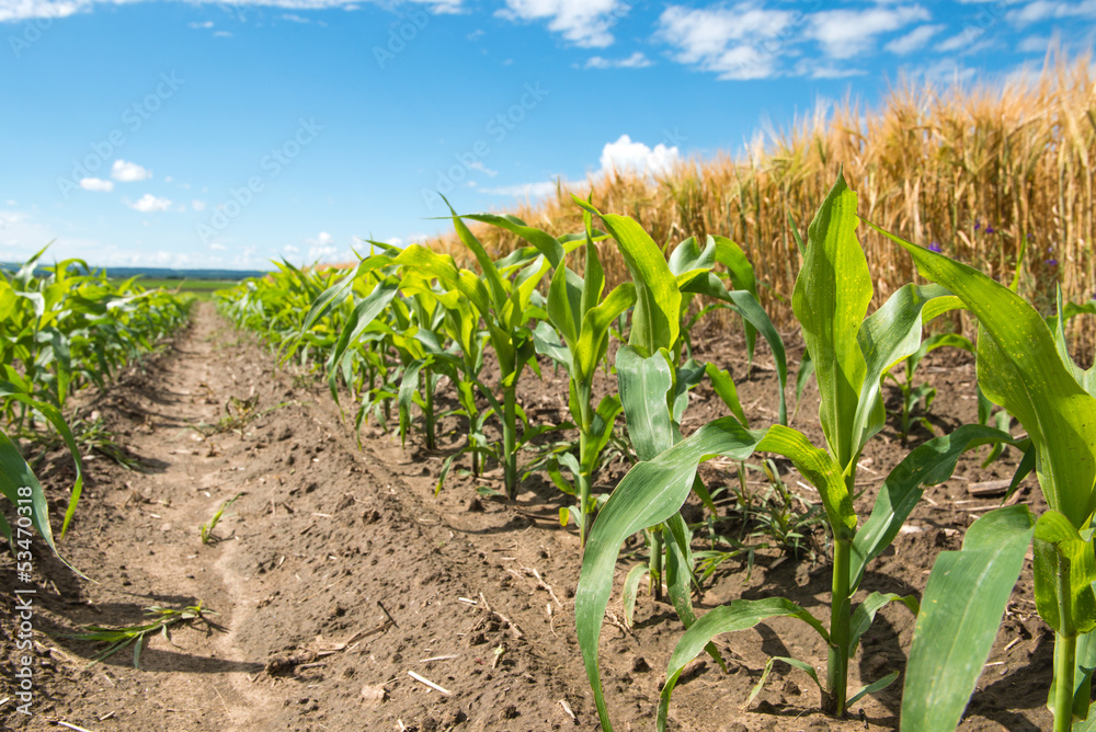 Fototapeta premium corn and wheat