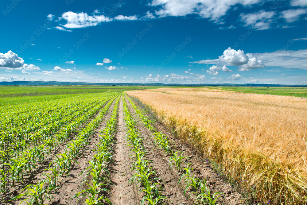 corn and wheat corn and wheat