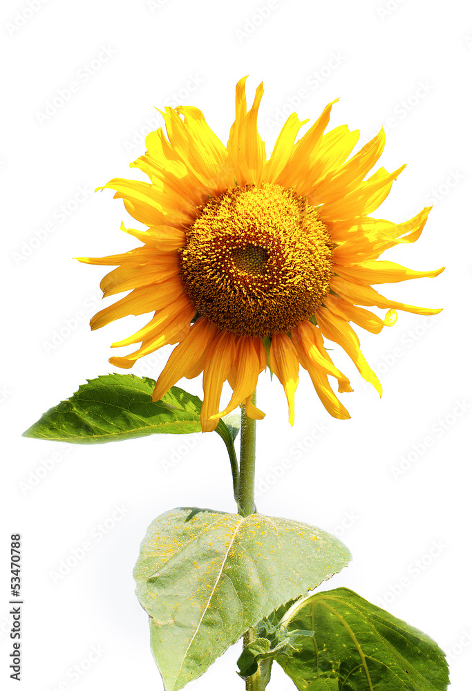 Obraz premium Beautiful sunflowers