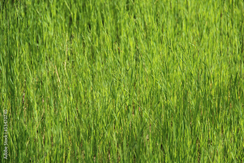 Background - high green grass in sunlight