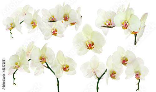 Fototapeta Naklejka Na Ścianę i Meble -  set of isolated yellow orchids