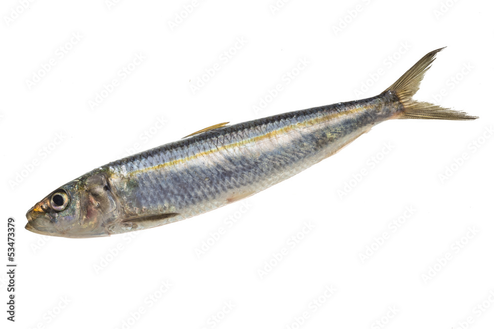 Obraz premium Fresh Herring