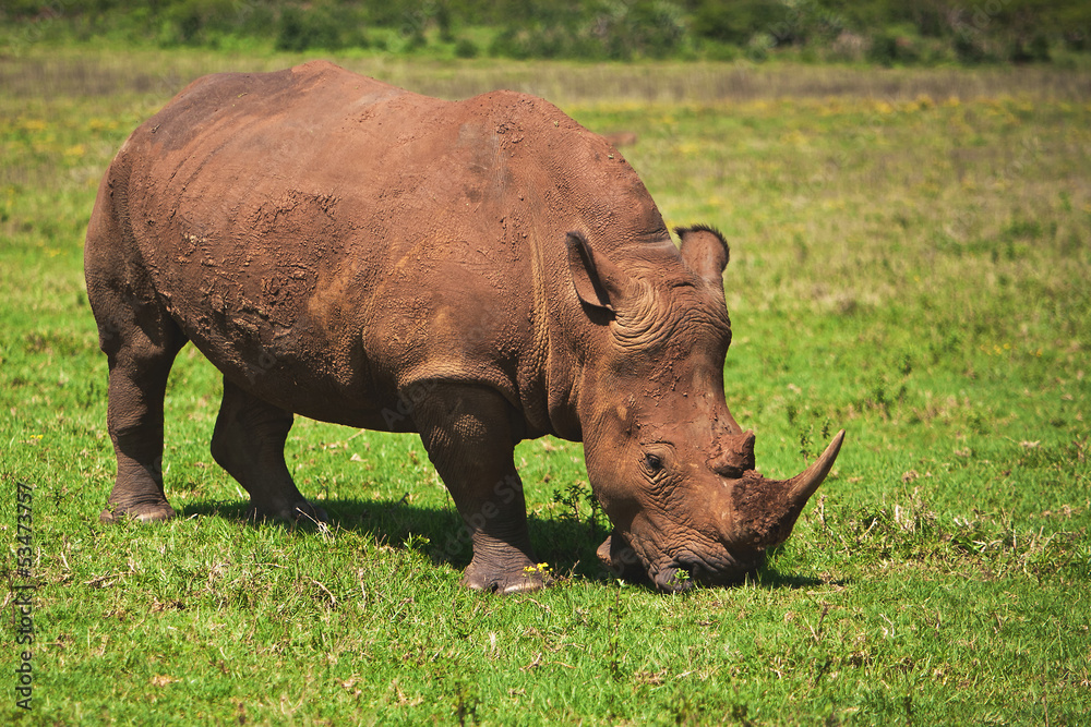 Obraz premium Rhino Eating Grass