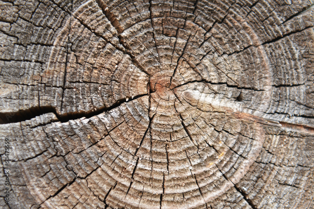 Fototapeta premium wooden texture