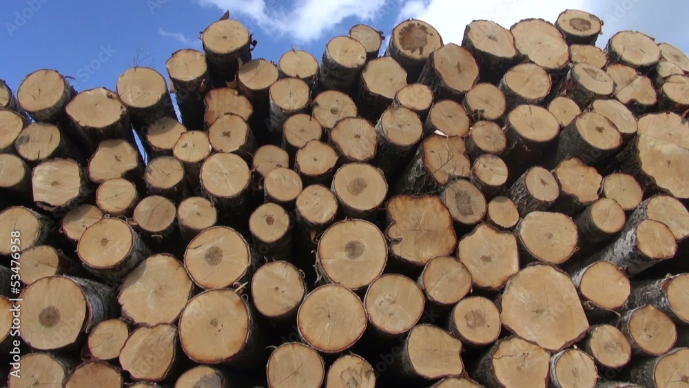 stack fresh cut birch and pine logs stack fresh cut birch and pine logs