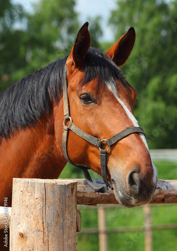 Fototapeta Naklejka Na Ścianę i Meble -  Beautiful sorrel horse