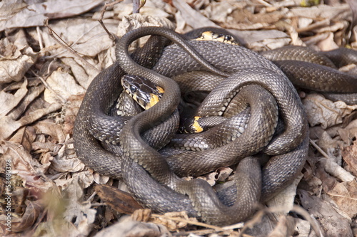 Grass snakes in the mating season.