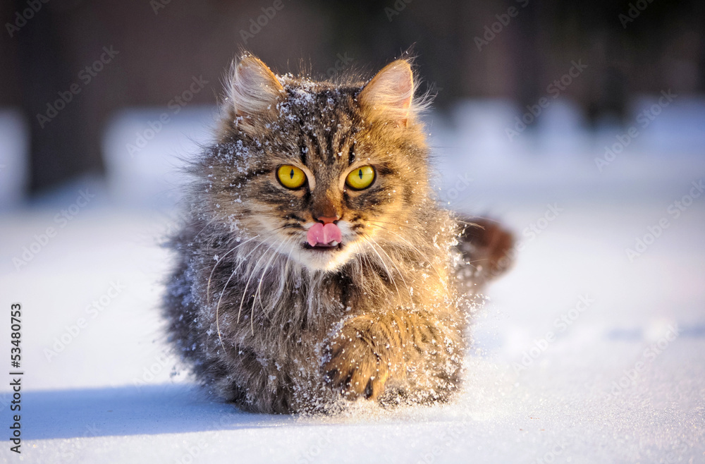 Fototapeta premium cat in winter