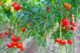 Farm of tasty red tomatoes on the bushes