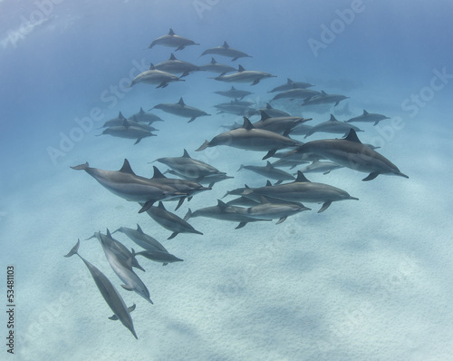Pod of spinner dolphins in a sandy lagoon