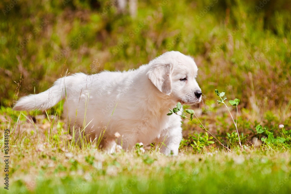 adorable puppy walking outdoors