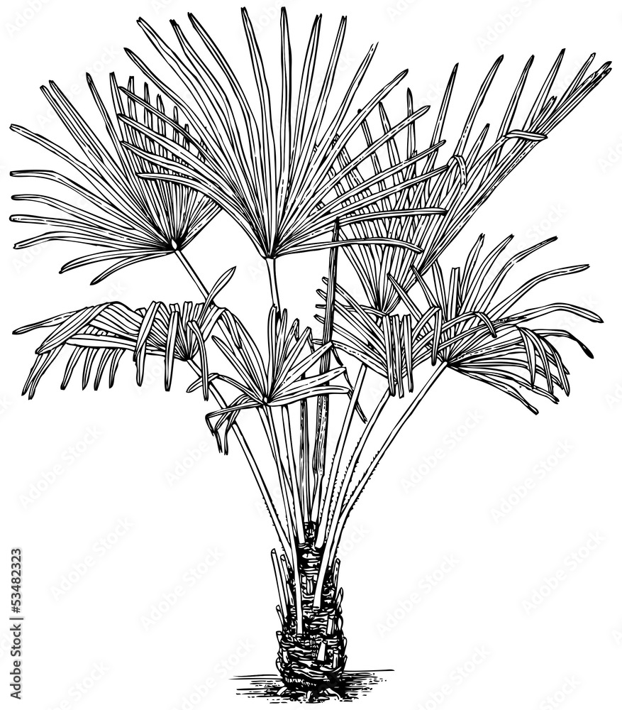 Naklejka premium Plant Trachycarpus fortunei (Windmill Palm)