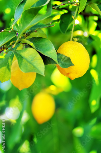 Lemons hanging on tree