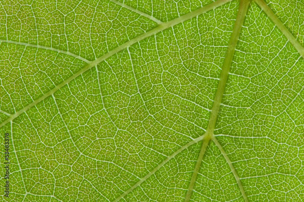 close up green leaf texture